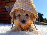 Poodle Ayarında Dünya Tatlısı Maltipoo Yavrumuz