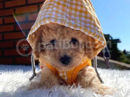 Poodle Ayarında Dünya Tatlısı Maltipoo Yavrumuz görsel