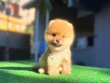 Mağazamızdan Dünya Tatlısı Pomeranian Boo Bebeklerimiz