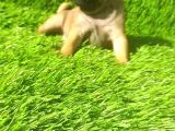 PUG MOPS SİYAH VE CREM RENGİ BEBİKLER