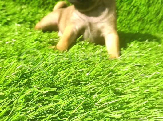Pug Mops Si̇yah Ve Crem Rengi̇ Bebi̇kler