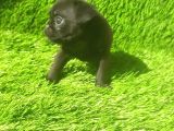 Pug Mops Si̇yah Ve Crem Rengi̇ Bebi̇kler