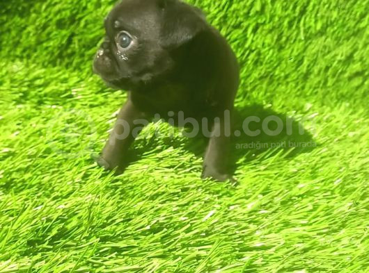 Pug Mops Si̇yah Ve Crem Rengi̇ Bebi̇kler görsel