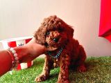 Orijinal Koyu Kahverengi Poodle Yavrular