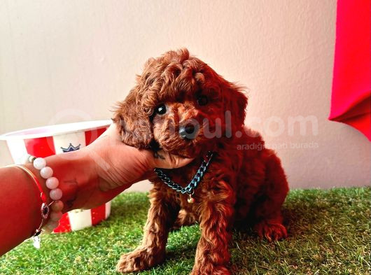 Orijinal Koyu Kahverengi Poodle Yavrular görsel