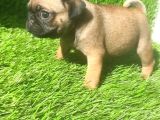 Pug Mops Si̇yah Ve Crem Rengi̇ Bebi̇kler