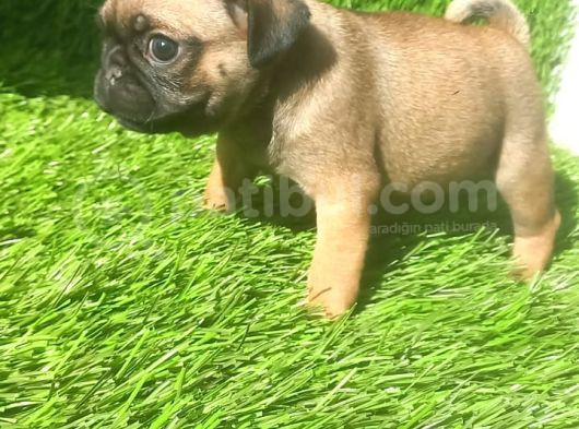 Pug Mops Si̇yah Ve Crem Rengi̇ Bebi̇kler görsel