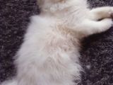 Safkan Beyaz Mavi̇ Gözlü İran Kedi̇si̇