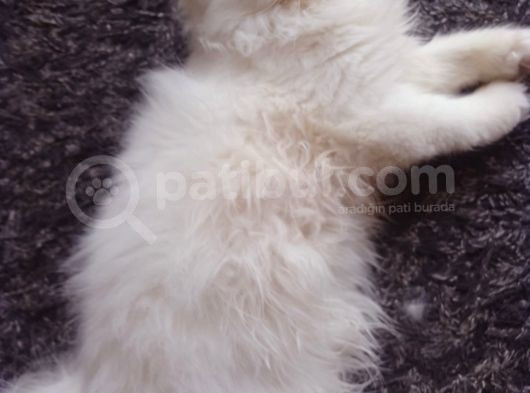 Safkan Beyaz Mavi̇ Gözlü İran Kedi̇si̇ görsel