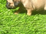Pug Mops Si̇yah Ve Crem Rengi̇ Bebi̇kler