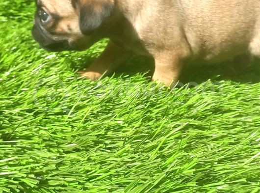 Pug Mops Si̇yah Ve Crem Rengi̇ Bebi̇kler görsel