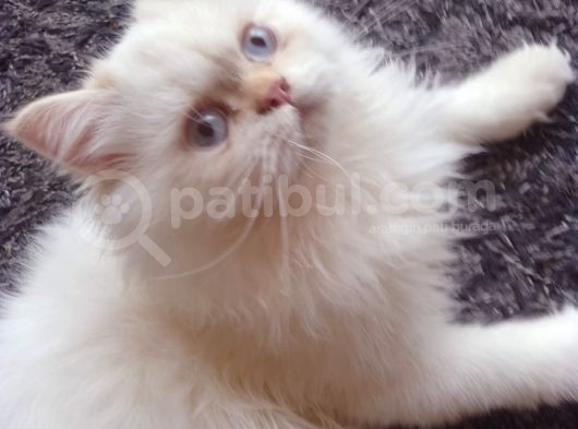 Safkan Beyaz Mavi̇ Gözlü İran Kedi̇si̇ görsel