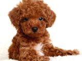 2 ve 3 kg garantisi altında RED TOOY POODLE SEVİMLİ KIPKIRMI