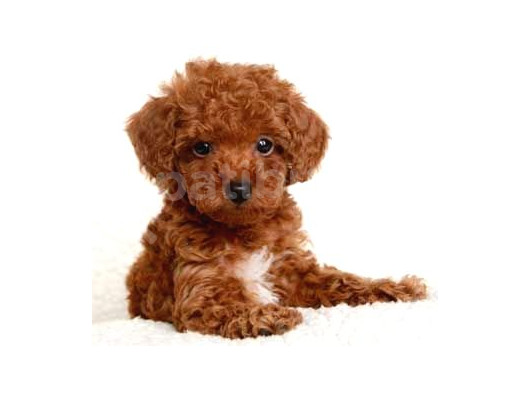 Teacup 2 Kg Garanti̇si̇ Altinda Kirmizi Red Tooy Poodle  görsel