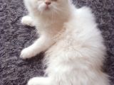 Safkan Beyaz Mavi̇ Gözlü İran Kedi̇si̇