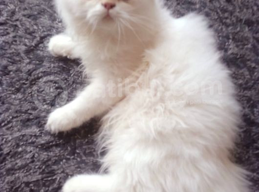 Safkan Beyaz Mavi̇ Gözlü İran Kedi̇si̇ görsel