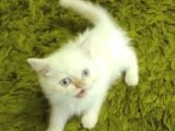 SAFKAN BEYAZ MAVİ GÖZLÜ İRAN KEDİSİ