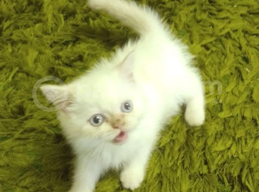 Safkan Beyaz Mavi̇ Gözlü İran Kedi̇si̇