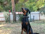 8 Aylık Erkek Safkan Doberman