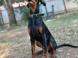8 Aylık Erkek Safkan Doberman