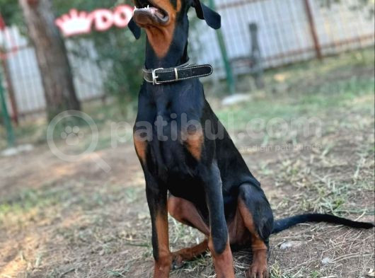 8 Aylık Erkek Safkan Doberman görsel