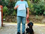 8 Aylık Erkek Safkan Doberman