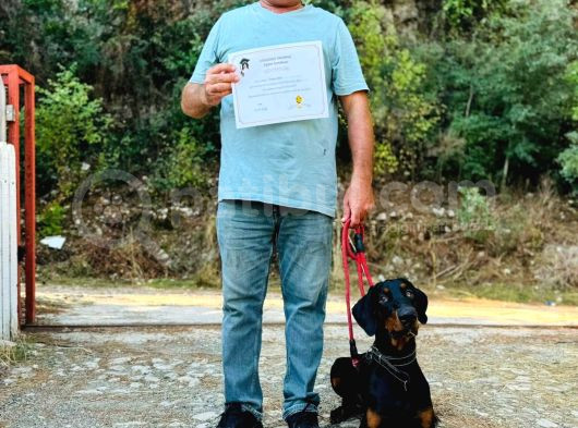 8 Aylık Erkek Safkan Doberman görsel