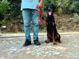 8 Aylık Erkek Safkan Doberman