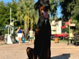 8 aylık Erkek Safkan Doberman