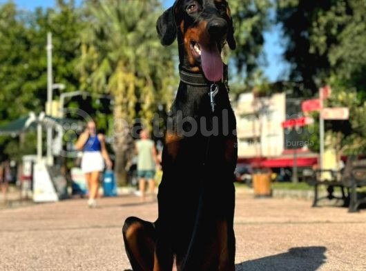 8 Aylık Erkek Safkan Doberman