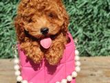 Red toy poodle bebekler