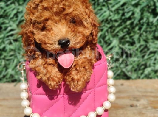 Red Toy Poodle Bebekler