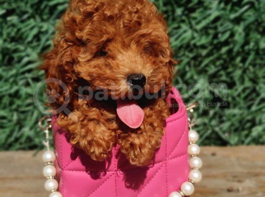 Red Toy Poodle Bebekler görsel