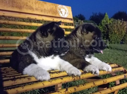 Amerikan Akita Yavrular görsel