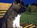 Amerikan Akita Yavrular