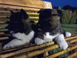 Amerikan Akita Yavrular