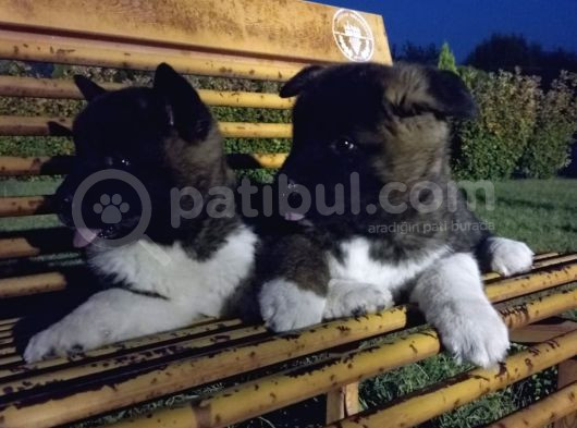 Amerikan Akita Yavrular görsel