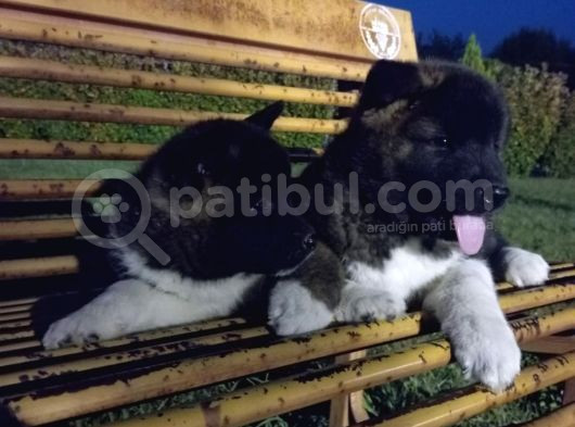 Amerikan Akita Yavrular görsel