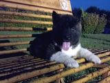 Amerikan Akita Yavrular