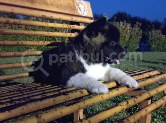 Amerikan Akita Yavrular görsel
