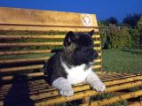 Amerikan Akita Yavrular