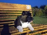 Amerikan Akita yavrular