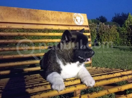 Amerikan Akita Yavrular