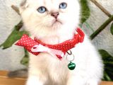 Boncuk Gözlü Erkek Scottish Fold Bebek