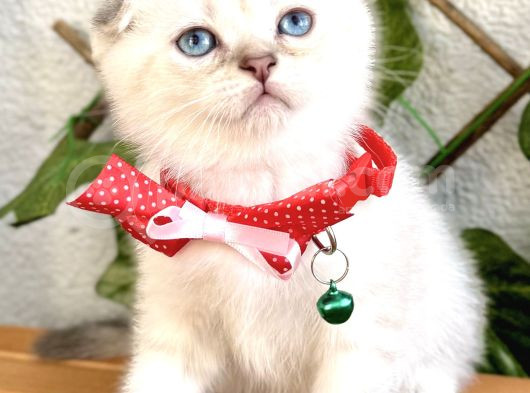 Boncuk Gözlü Erkek Scottish Fold Bebek