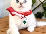 Boncuk Gözlü Erkek Scottish Fold Bebek