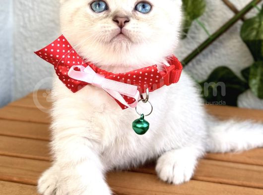 Boncuk Gözlü Erkek Scottish Fold Bebek görsel