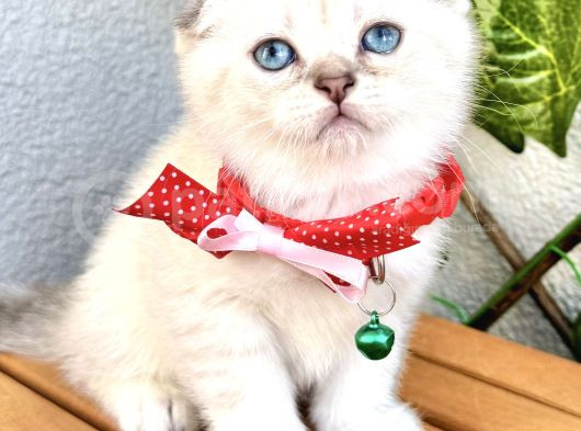 Boncuk Gözlü Erkek Scottish Fold Bebek görsel