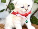 Boncuk Gözlü Erkek Scottish Fold Bebek