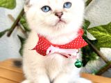 Boncuk Gözlü Erkek Scottish Fold Bebek